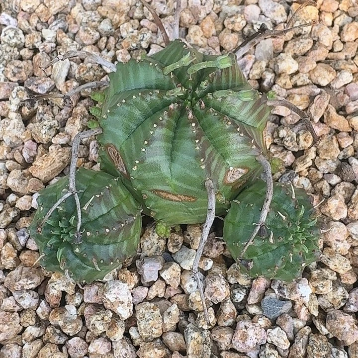 大戟科法利达多肉植物