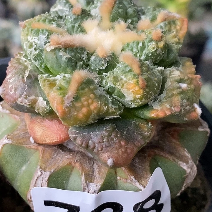 无花朵龟甲牡丹锦788