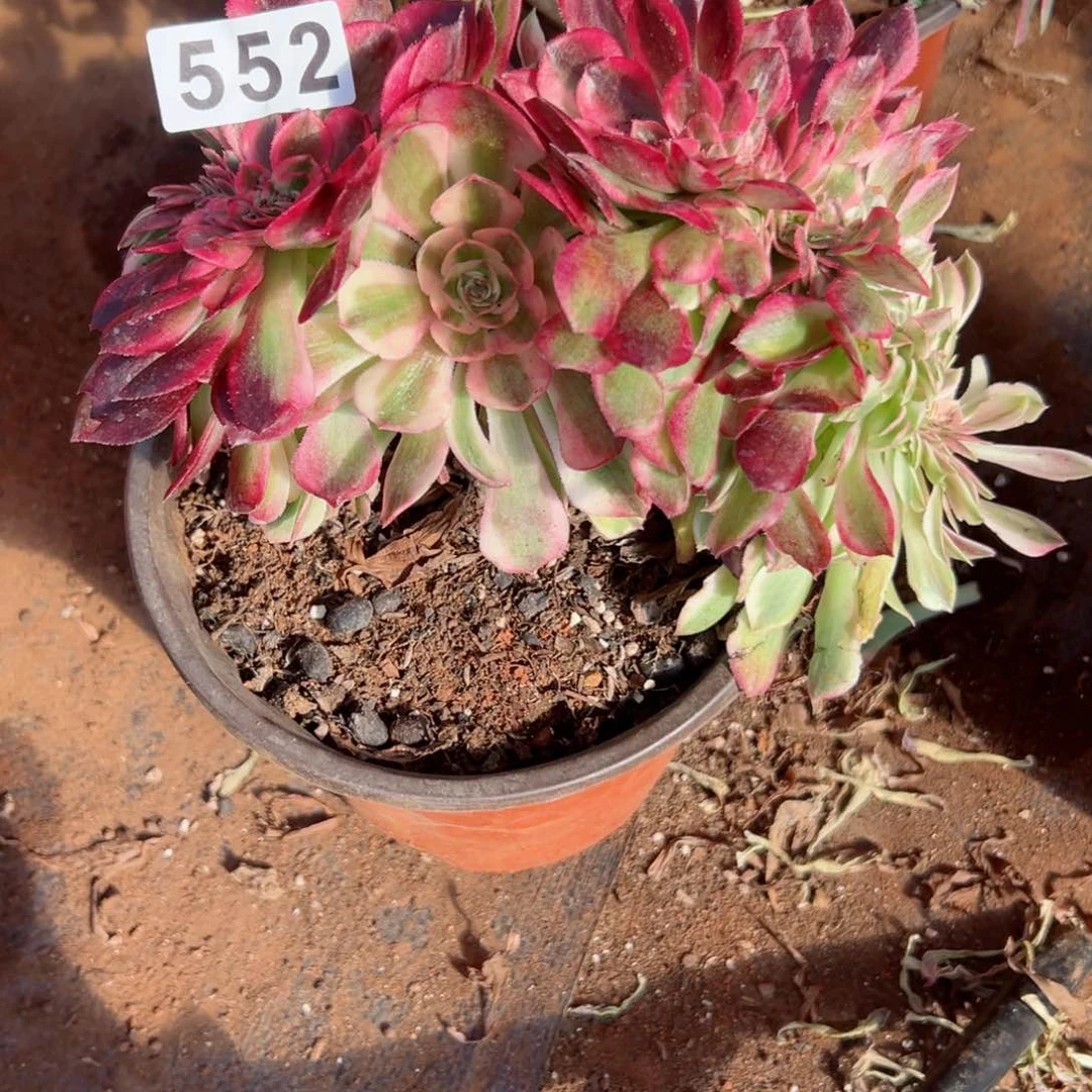 552 号多肉植物法师