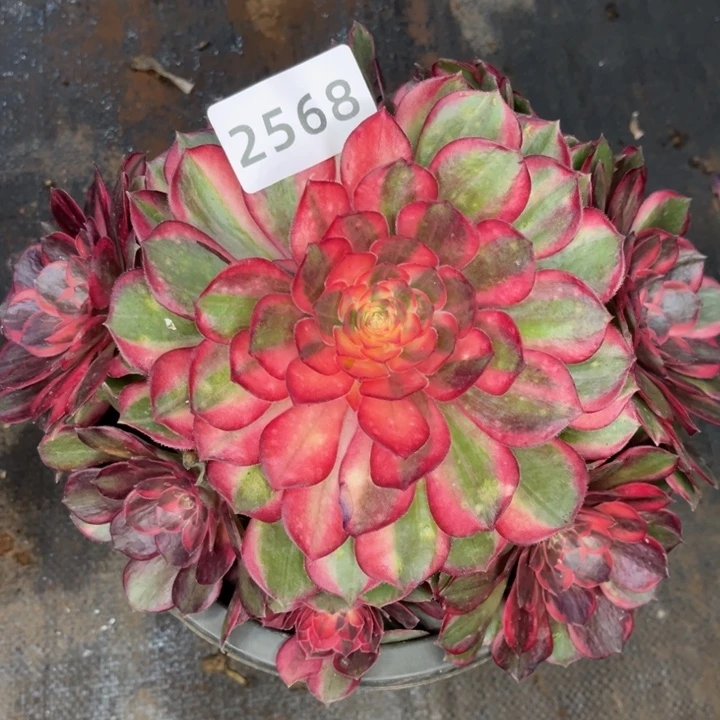 黑魔锦多肉发货发货