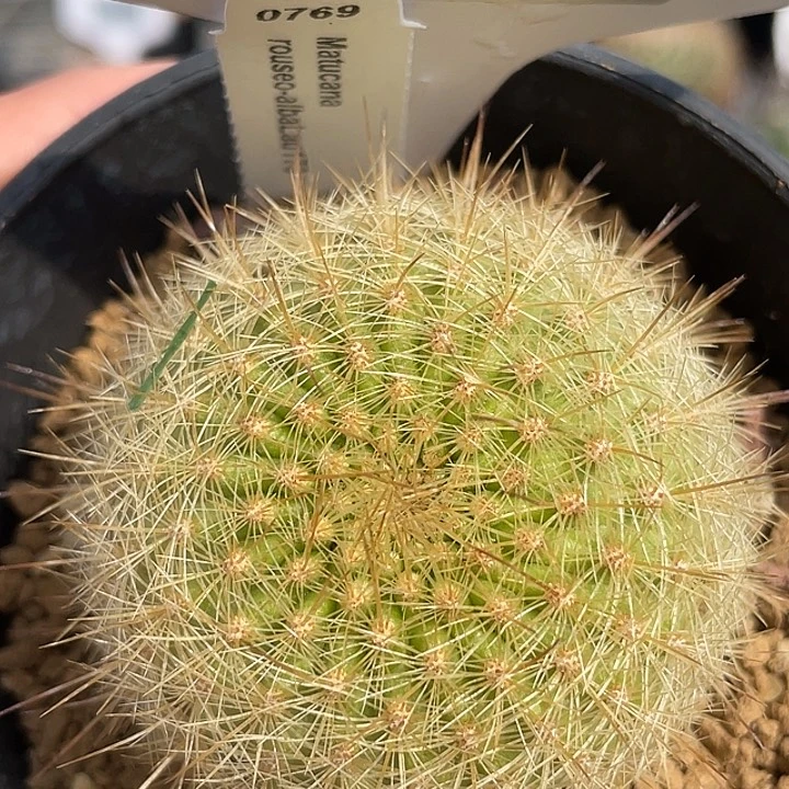 7729 白仙玉属实生裸根发货