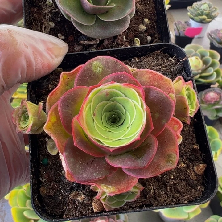 ?*精品帕系山地玫瑰