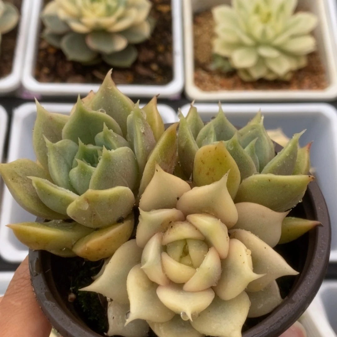 540贝加尔湖锦锦锦锦锦锦锦