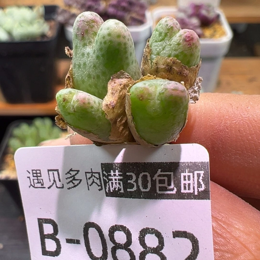 多肉植物111111111111