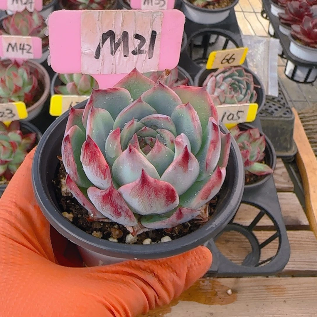 @*…M21 惊鸿仙子多肉植物