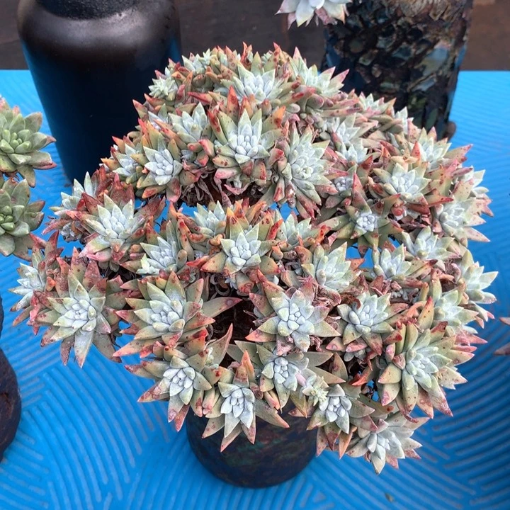 白菊杂法瑞，多肉植物