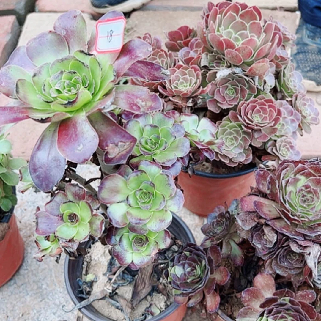 【闪购商品】无花朵岳***记18号套餐3颗断枝不包
