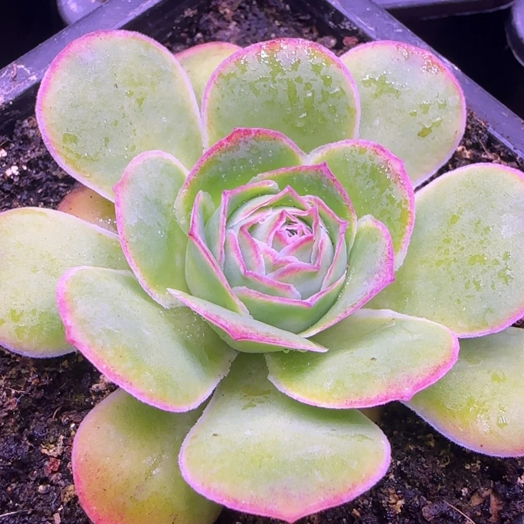 6.5厘米仙桃玫瑰1124242424