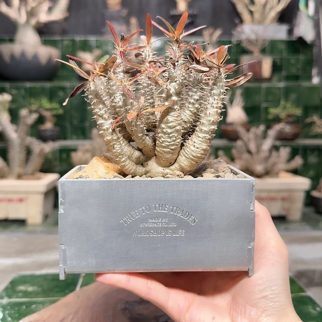 红陶凯迪棒槌 一物一拍18