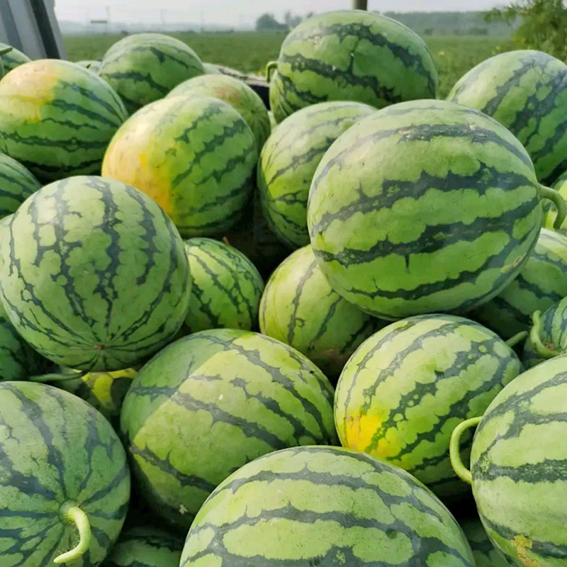 传奇8424西瓜种子大面积种植早熟一代杂交早春大棚露天种植耐高温