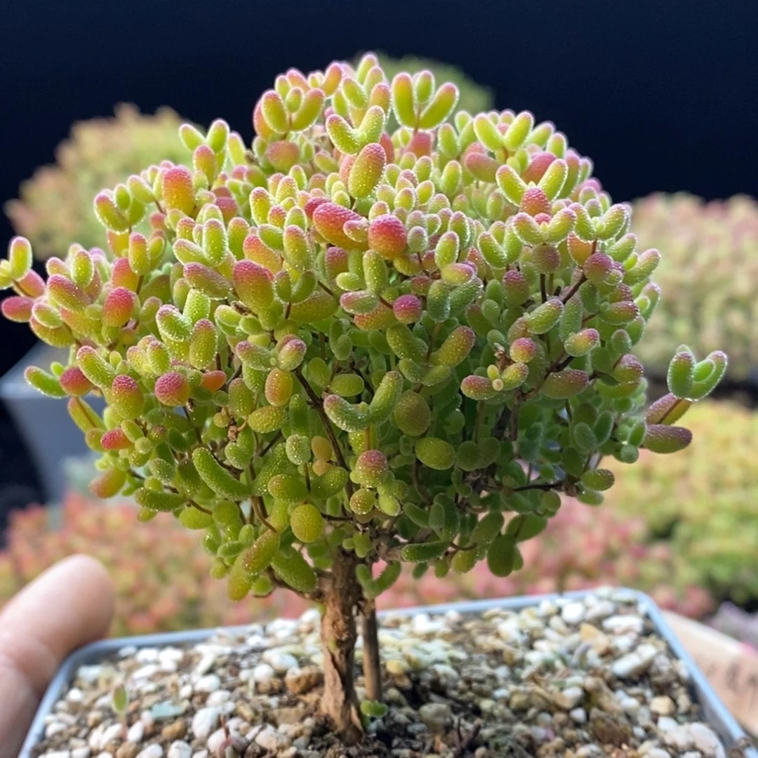 241蜜橘糖球。