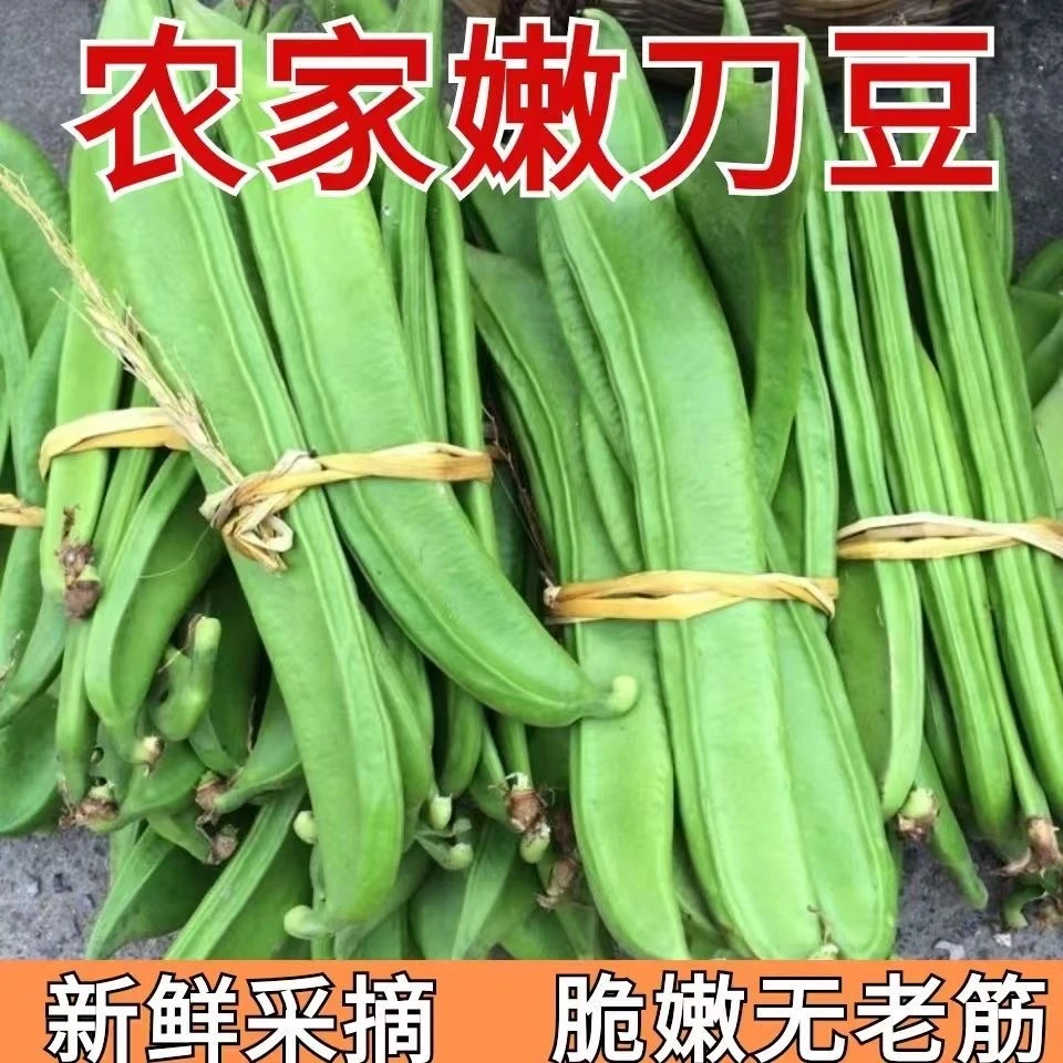 江西新鲜现摘农家自种嫩刀豆可腌制的时令蔬菜