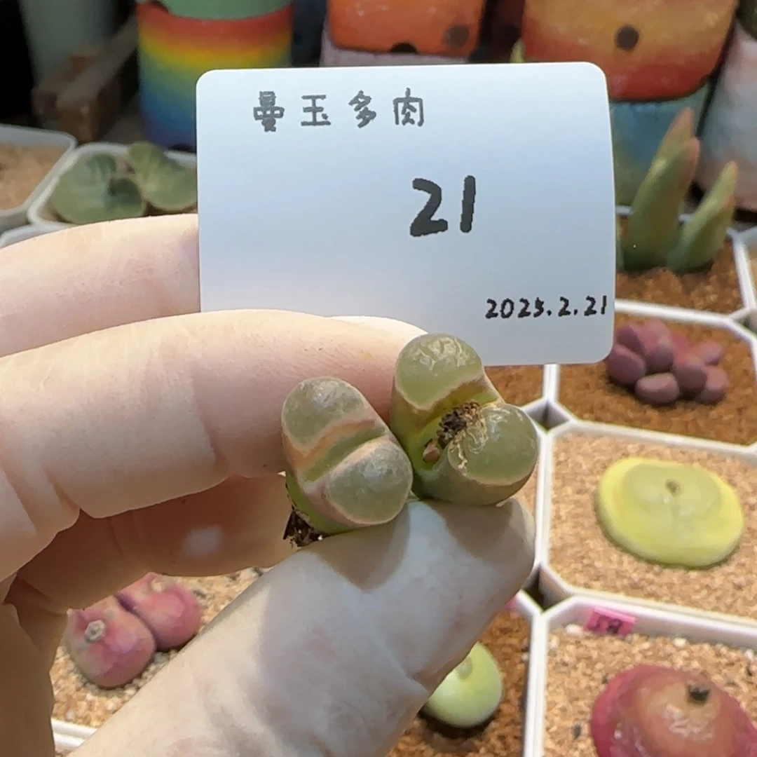 多肉多肉多肉2.21-021磁铁