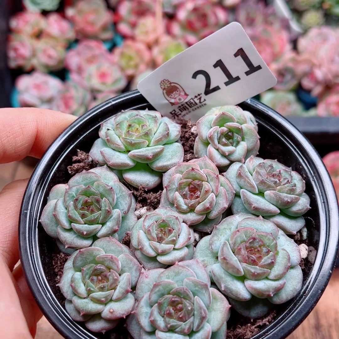 多肉植物多肉植物