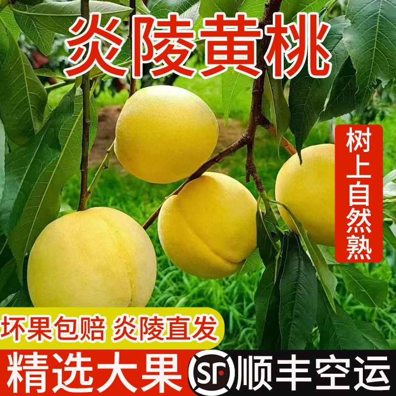 正宗炎陵黄桃现摘现发当季新鲜水果桃子大果时令水果香甜多汁整箱