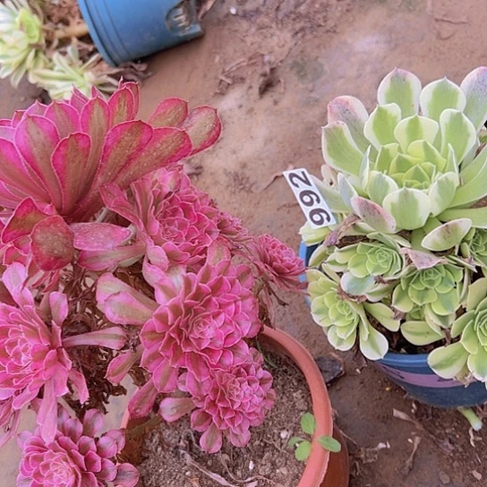 ꕥ***ঞ多肉植物两个法师