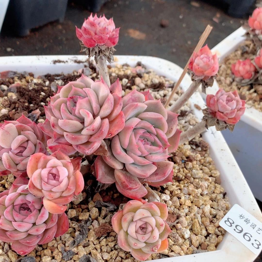 8963不包整散掉头特价处理