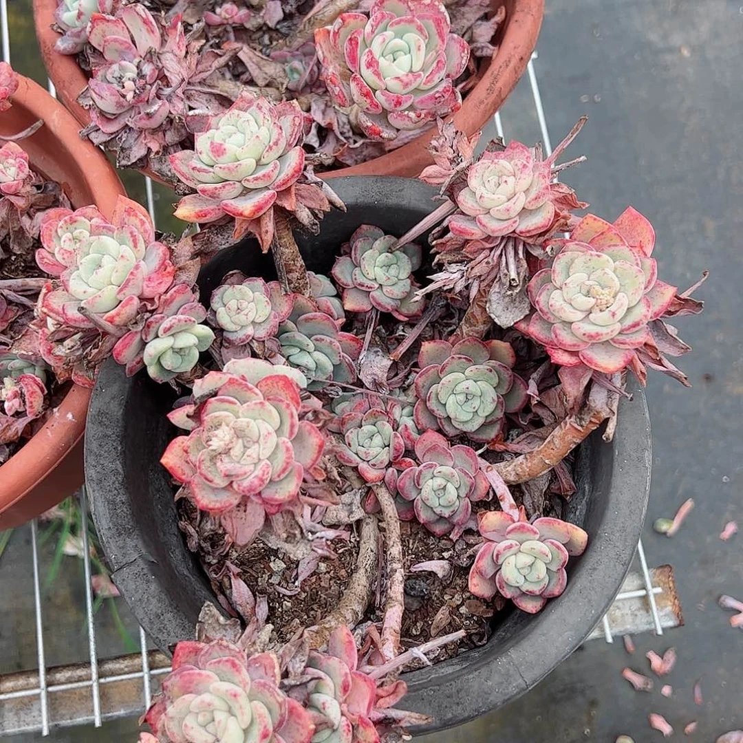 千山雪整桩无砍老桩