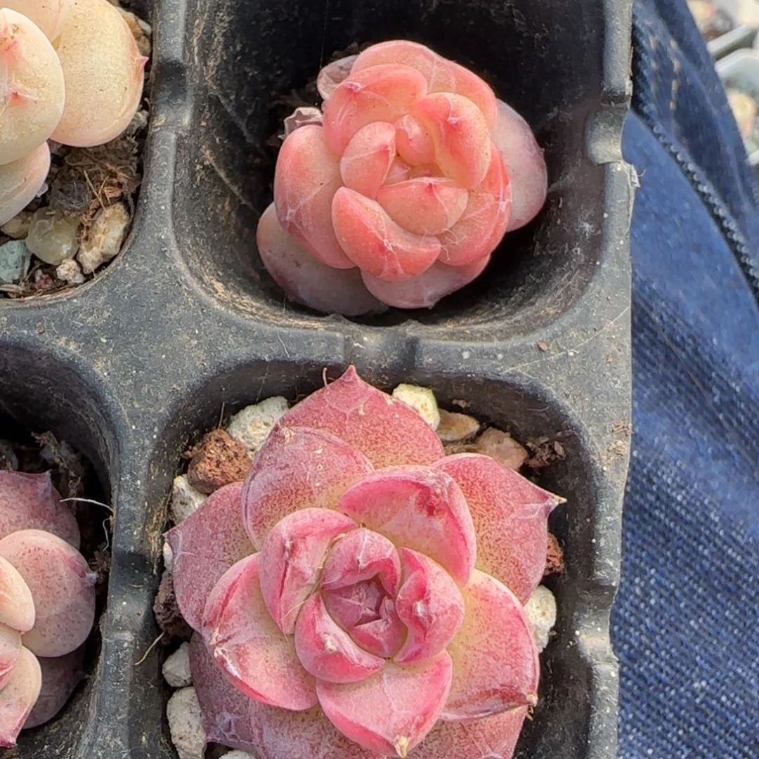 多肉小卡拉米糖心一物一拍