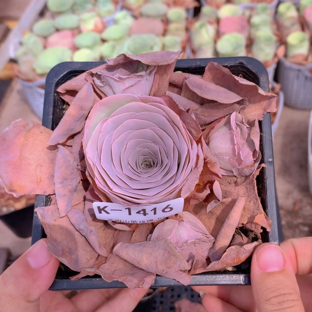 1416小红花会掉侧芽