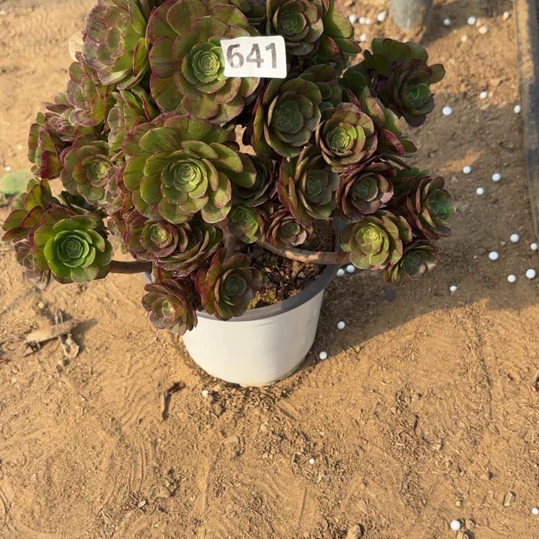 动****子641花月夜多肉砍过头不包损