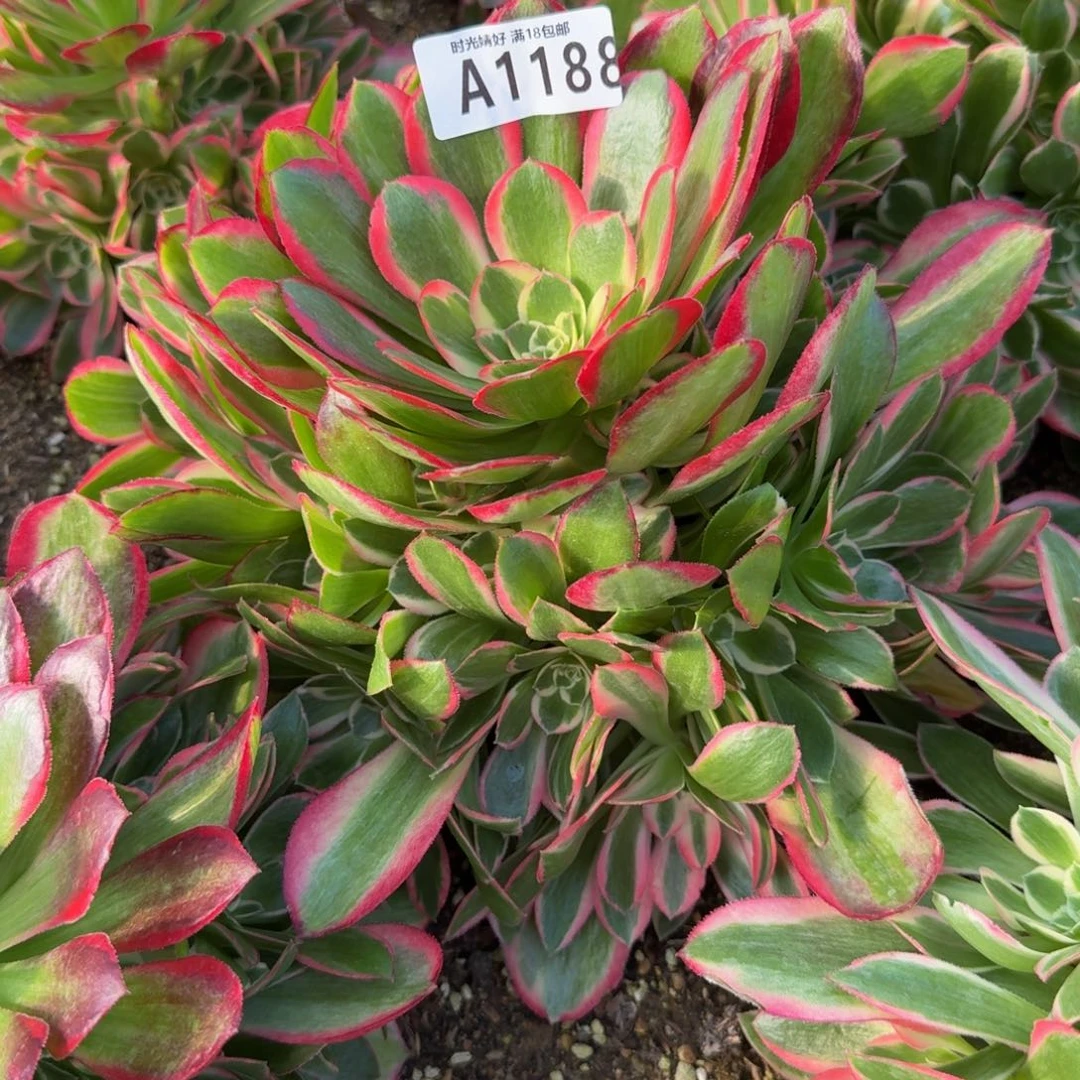 星*1188妖月到秋天。多肉植物