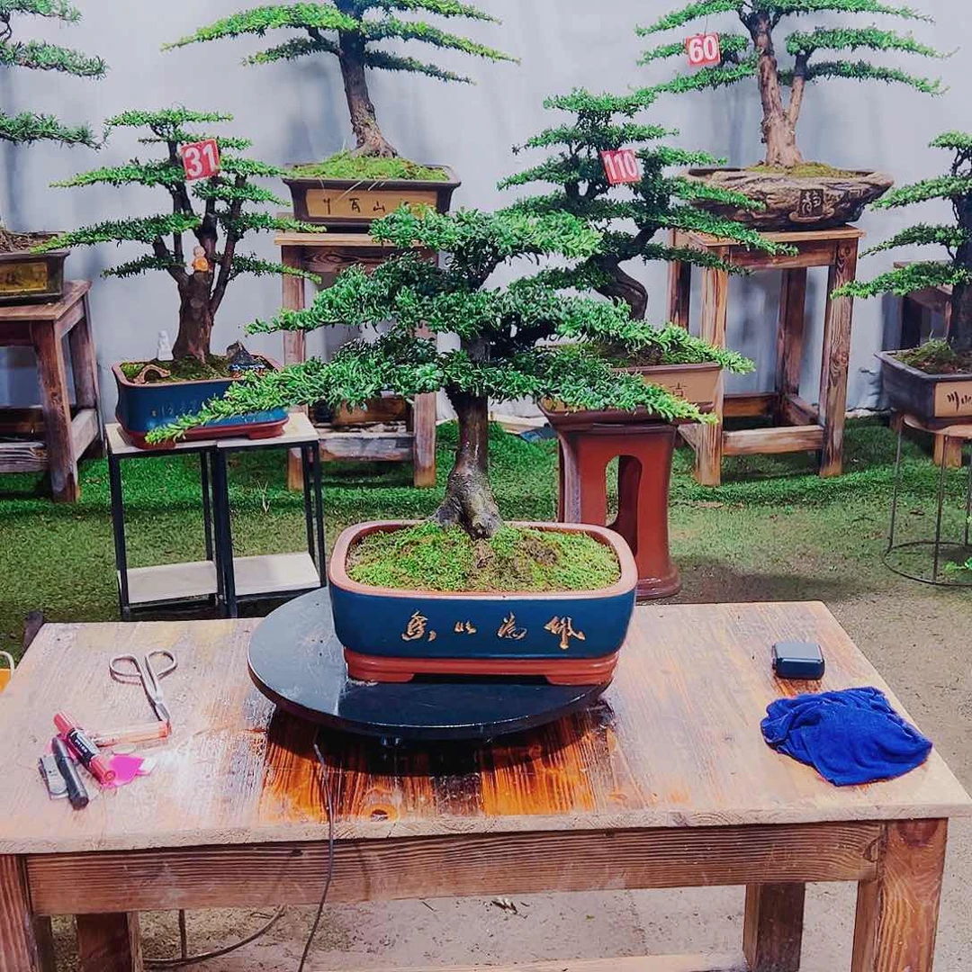 无花朵红芽珍珠罗汉松