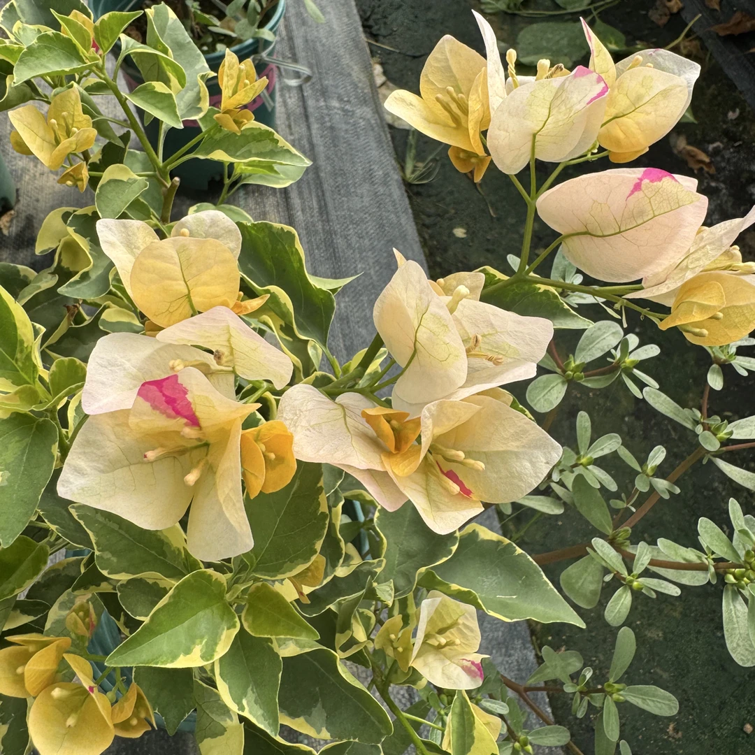 【三色马斯】三角梅嫁接棒棒糖，运输途中掉花掉叶，小断枝介意慎拍