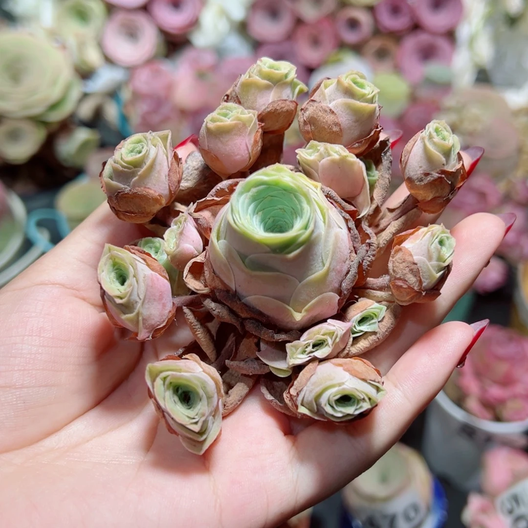 519水蜜桃飘枝手捧花。