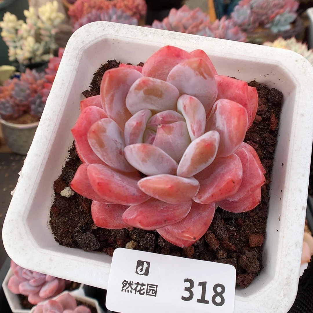 318雪天使多肉植物6666