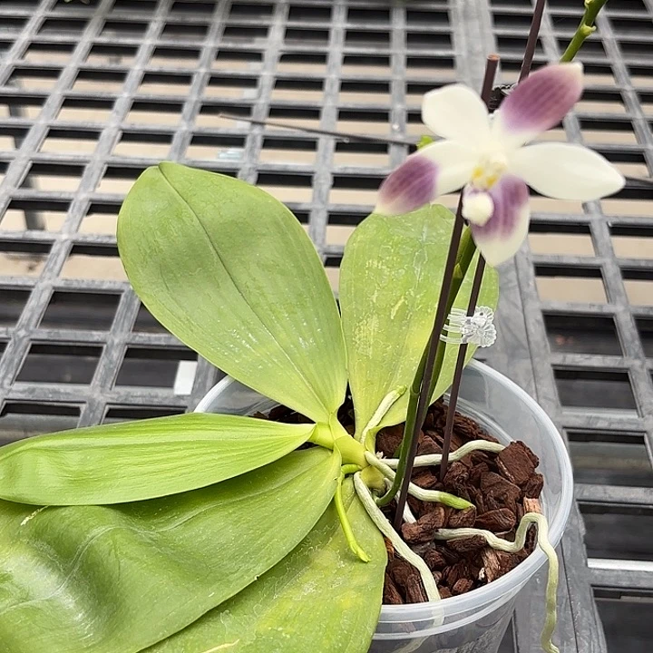 柒***月大部分开放少量花苞叶损福利漏