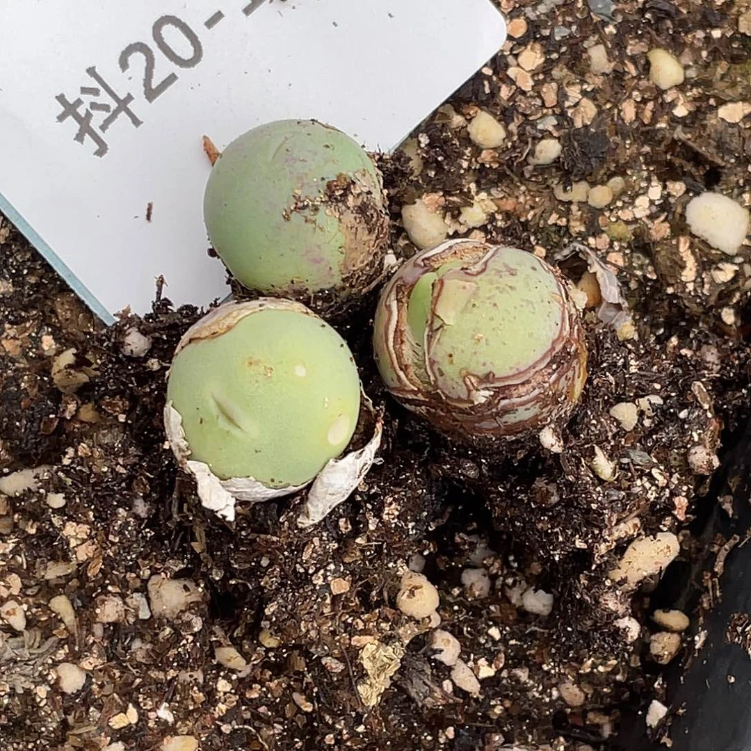 水***冻20-130肉锥多肉植物