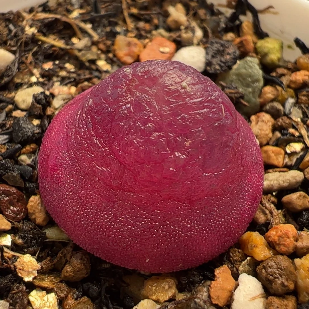 056多肉植物百科