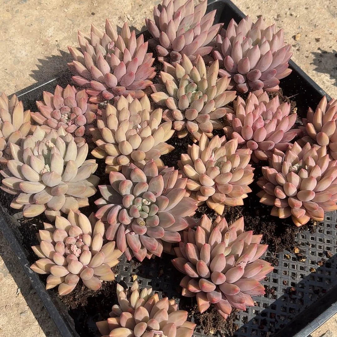 水晶球多肉 00000000000