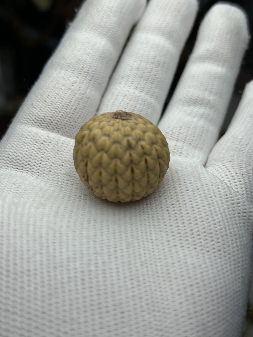 海南原生态星月菩提红藤果专拍链接