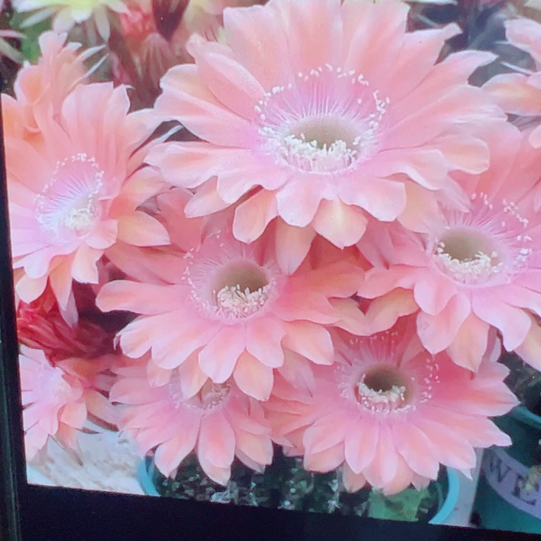 金妞 遐想 侧芽 满20包邮