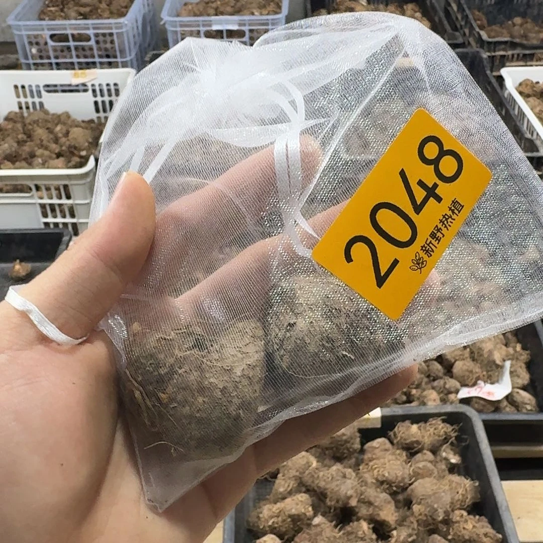 完全开放2048娇羞新娘裸球不售后