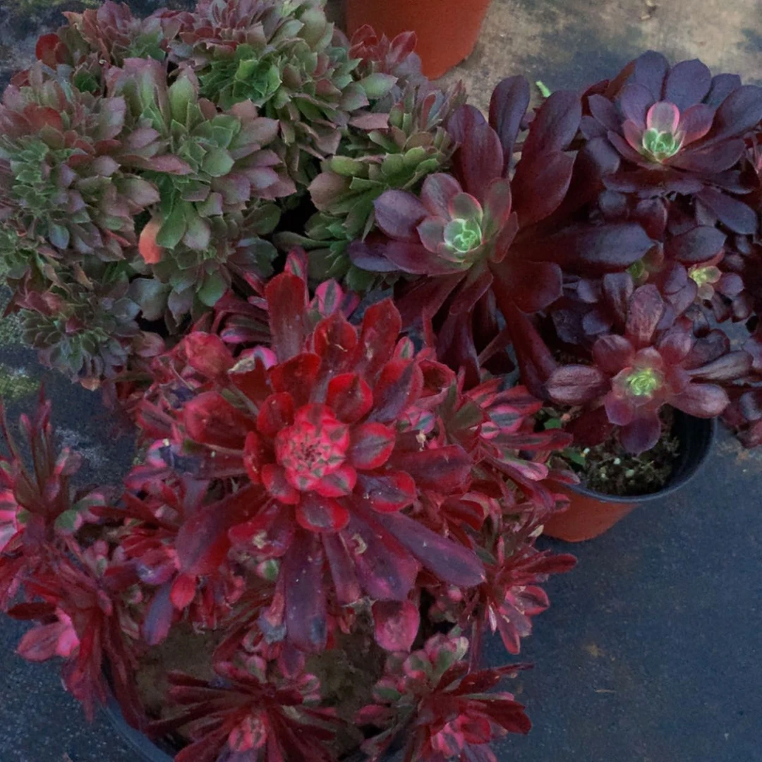 【闪购商品】福**乐536红彤玫瑰婚纱多肉