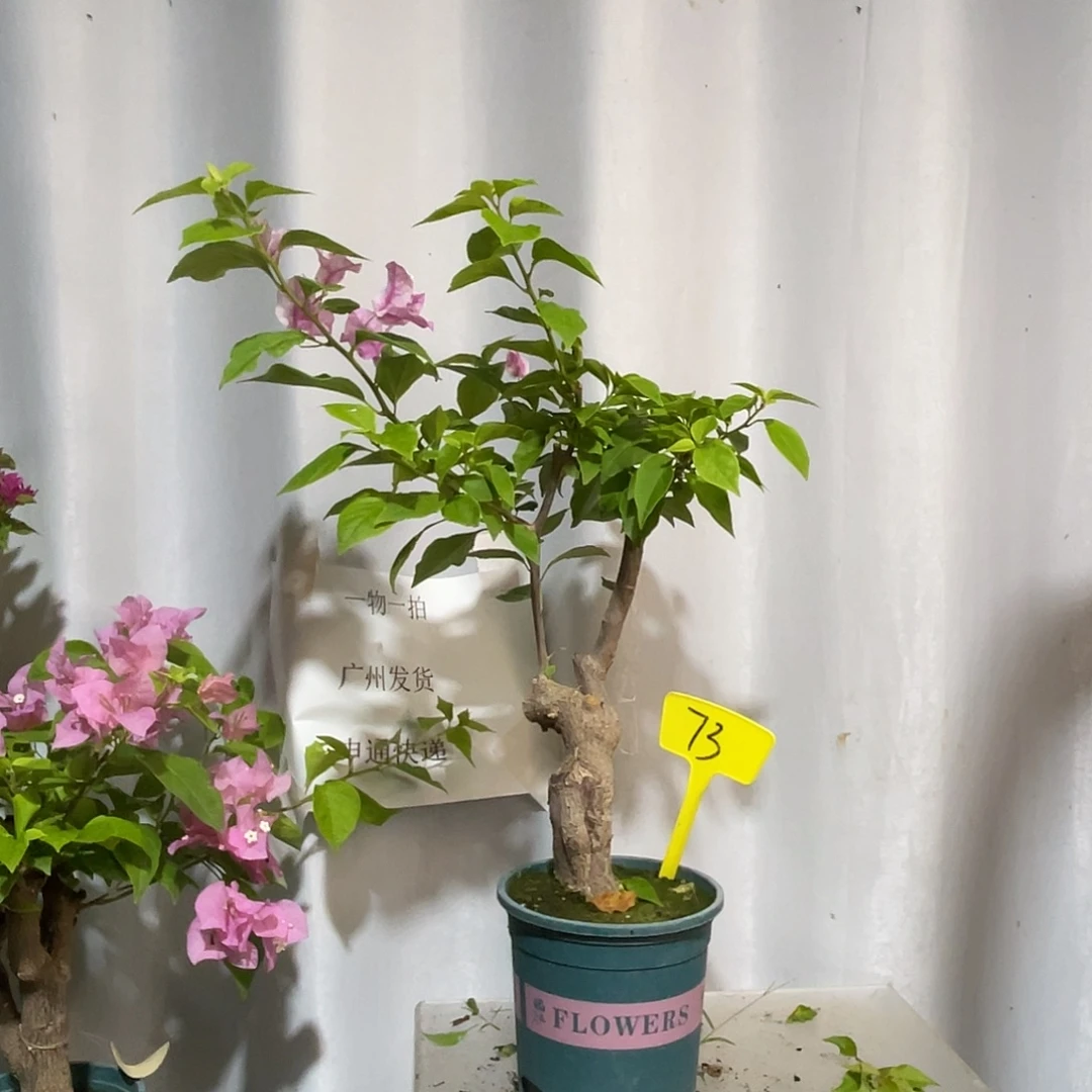 当前无花栽培后可以开花73章红樱桩，粗3.5公分