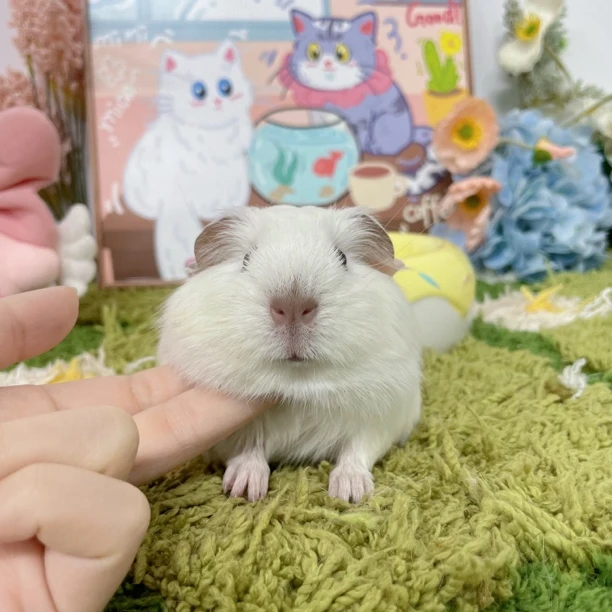 可爱白英短小妹妹 顺丰包邮