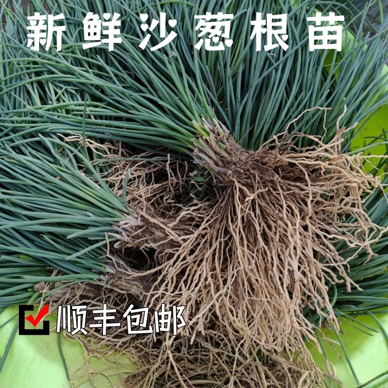 【内蒙古直发】沙葱根苗易种易活耐旱农家自种阳台农田专用顺丰直邮