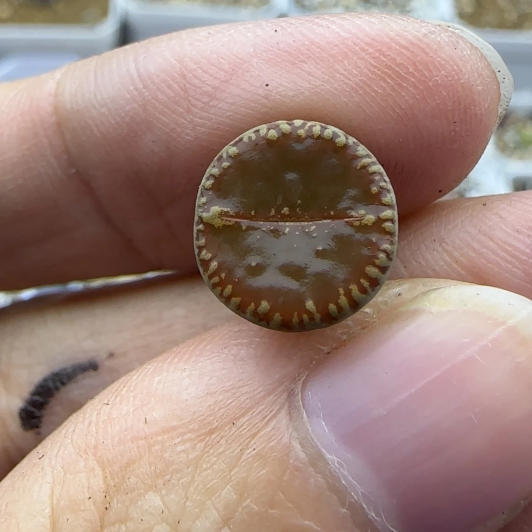 607二蜕清框福利30包邮