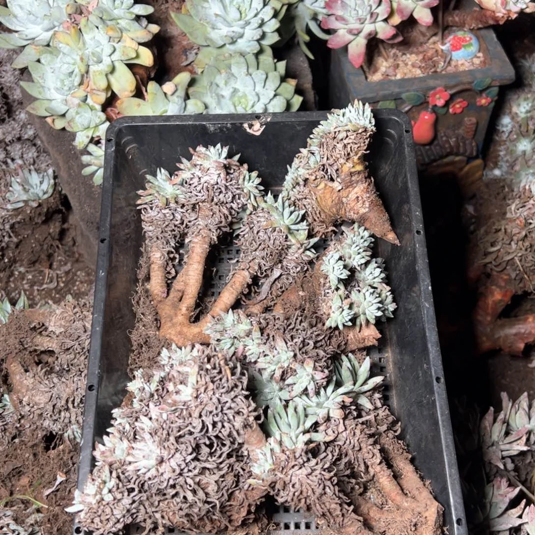 5615哈哈哈哈哈哈哈哈