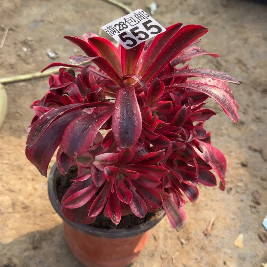 美杜莎多肉555满28包邮断枝不包