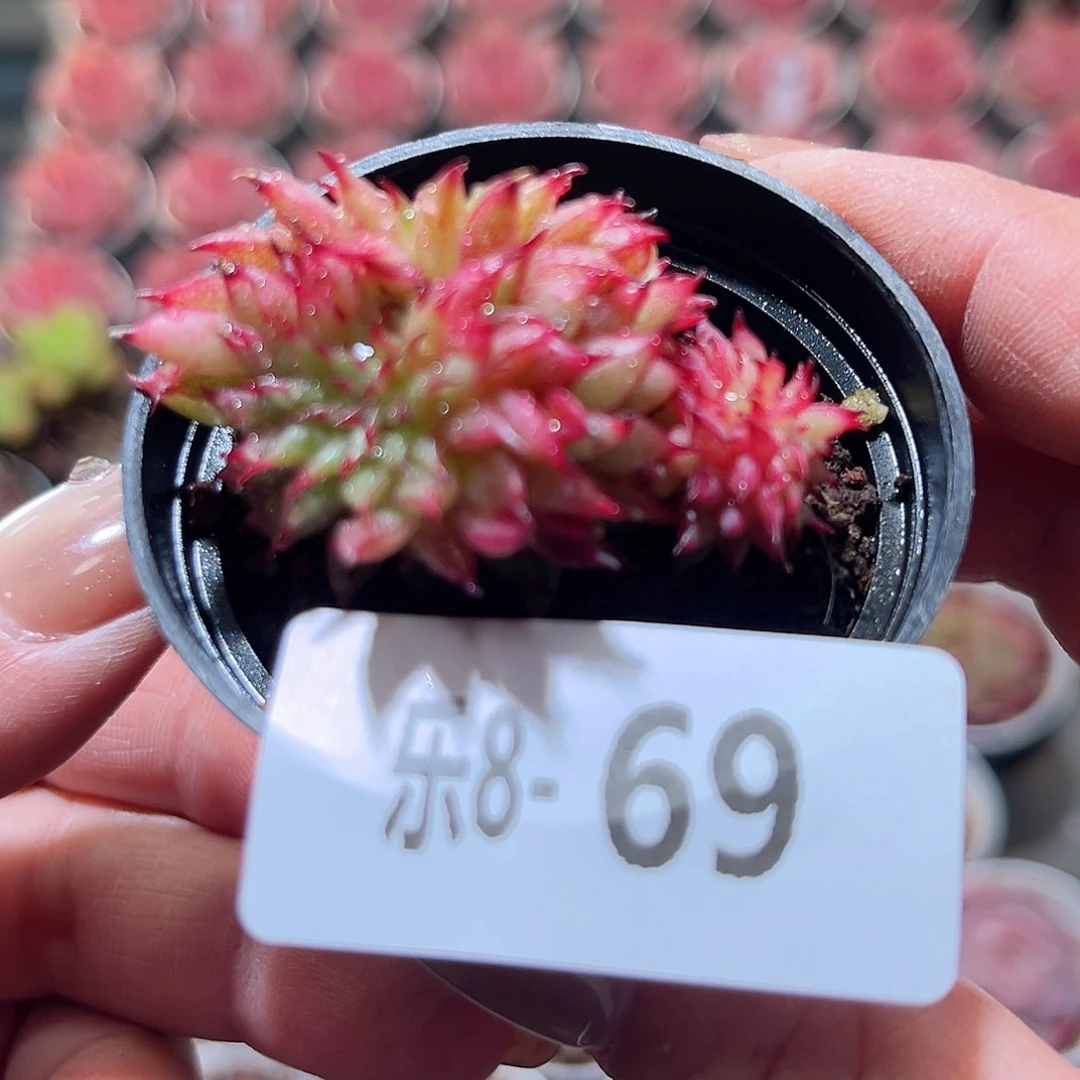 乐8-69 流星雨群