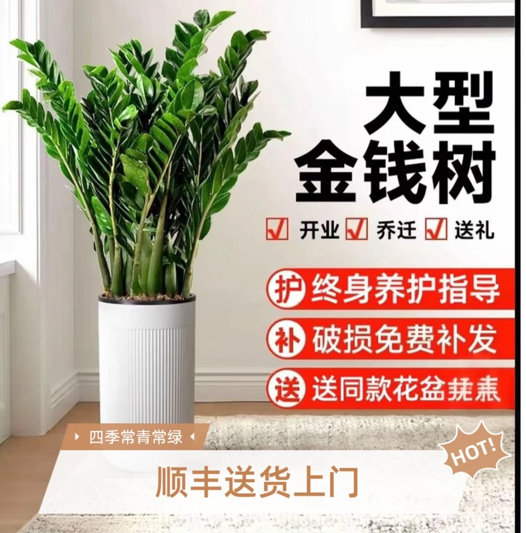 【1.1-1.3米大型金钱树】顺丰/京东包邮绿植含白盆室内客厅净化空气