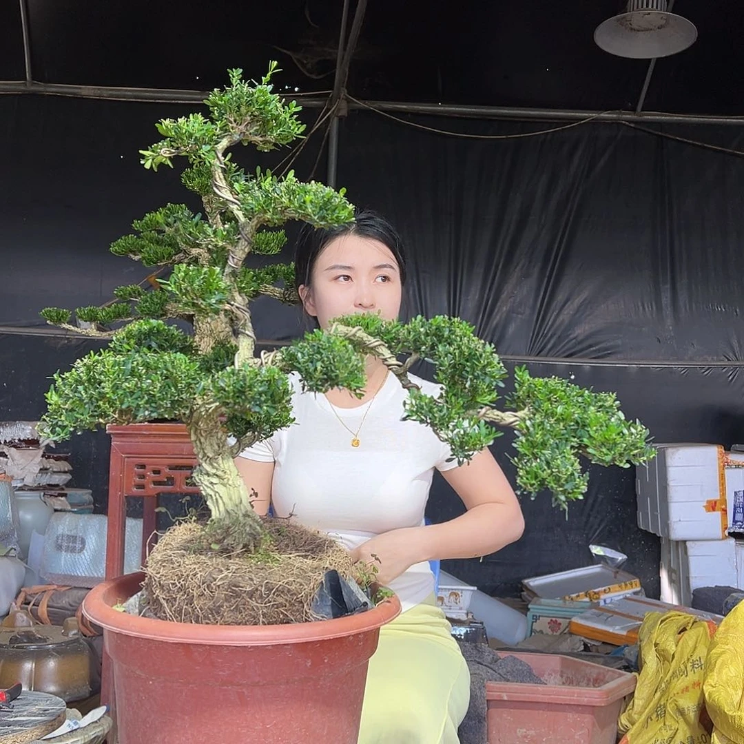 琉璃手工艺品黄杨