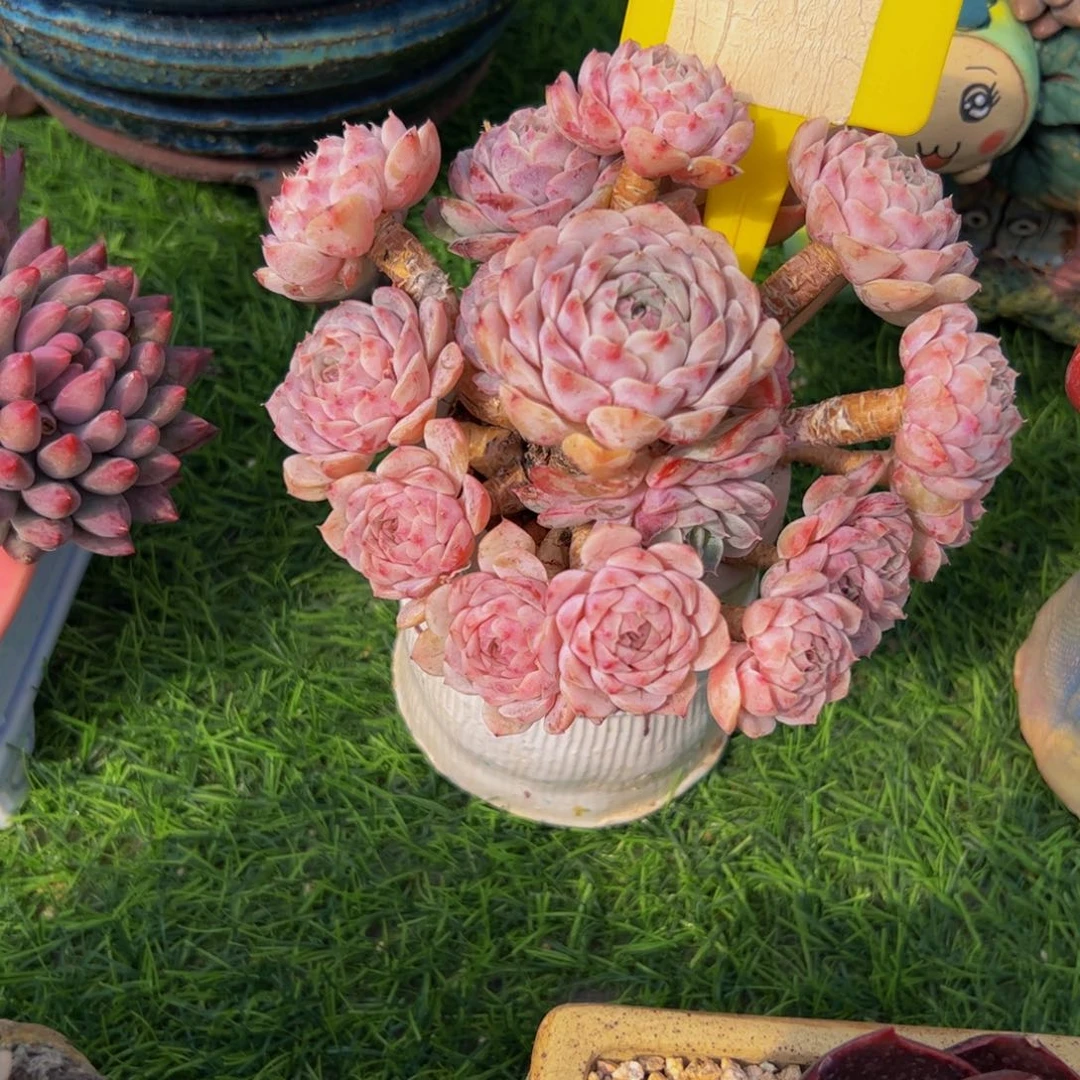 张*白纸风车小老桩