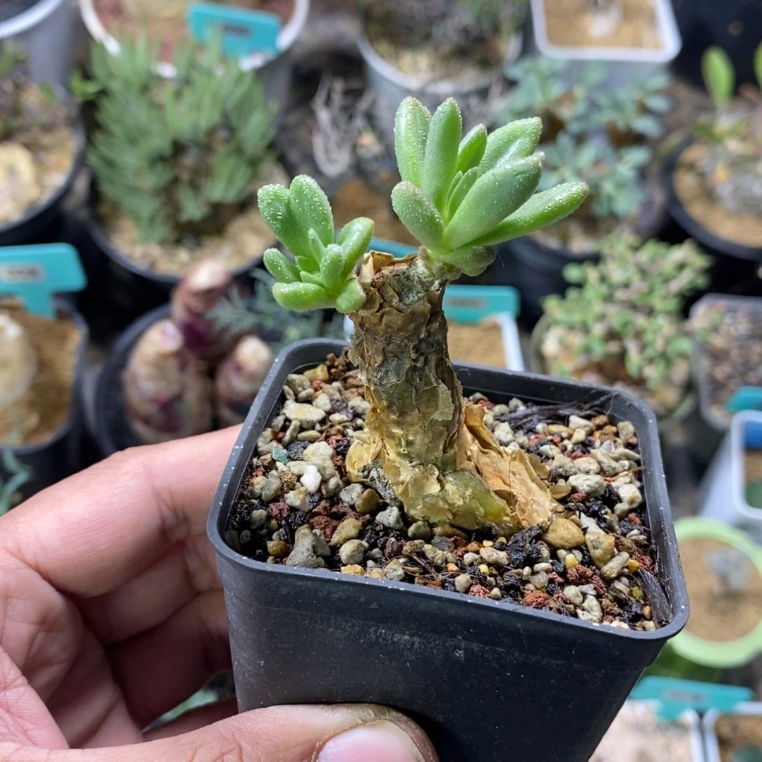 蔓锦产地多肉植物一个