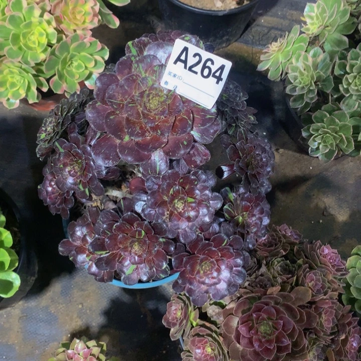 无花朵水264000000